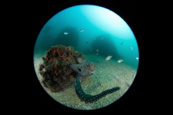 Friendly octopus @ the Vils underwater museum by Pieter Firlefyn 